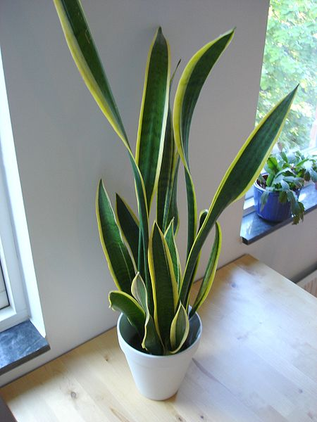 Snake Plant